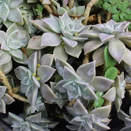 Вилла Quintinha Da Romana