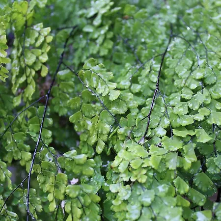 Quintinha Da Romana Камара-де-Лобуш