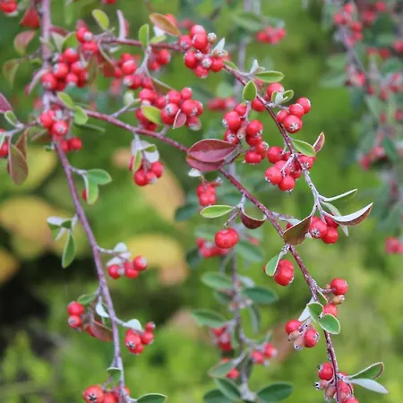 Quintinha Da Romana Вилла Камара-де-Лобуш