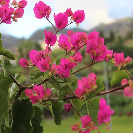 Quintinha Da Romana Villa