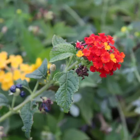 Villa Quintinha Da Romana Câmara de Lobos