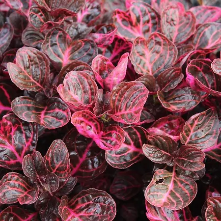 Villa Quintinha Da Romana