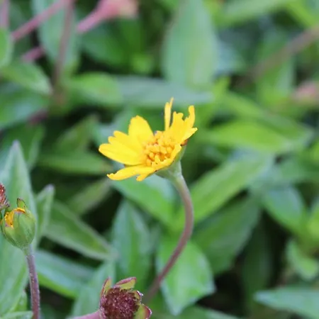 Quintinha Da Romana * Камара-де-Лобуш