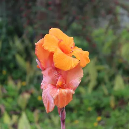 Вилла Quintinha Da Romana Камара-де-Лобуш