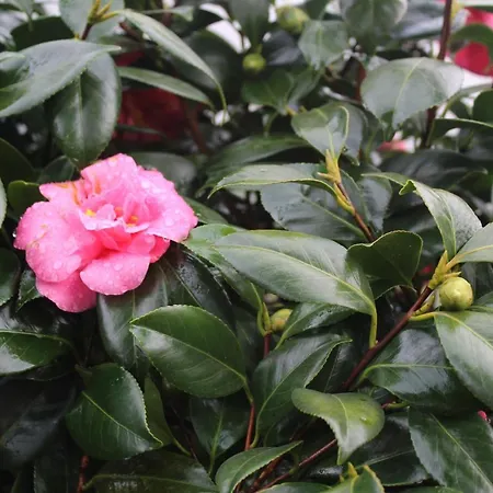 Quintinha Da Romana Willa Câmara de Lobos