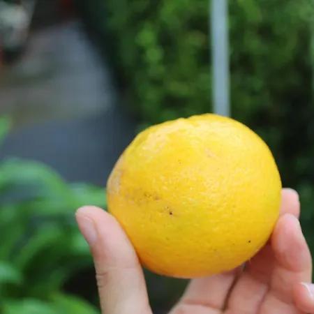 Quintinha Da Romana *