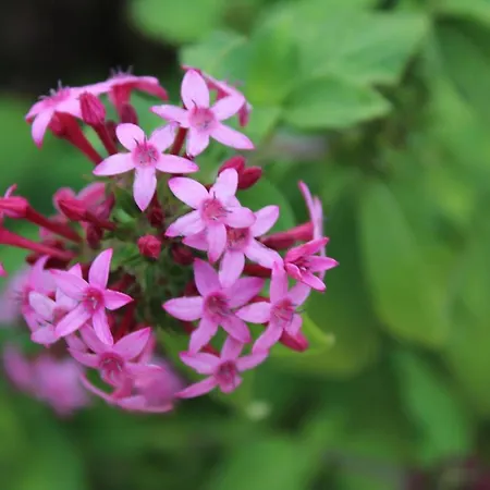 Villa Quintinha Da Romana *