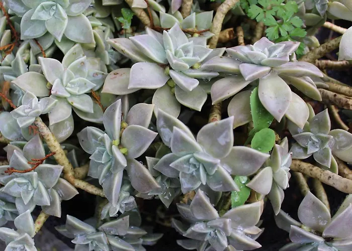 Villa Quintinha Da Romana