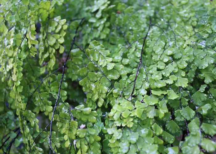 Quintinha Da Romana Câmara de Lobos