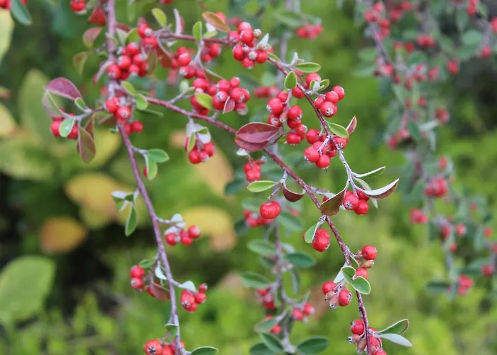 Quintinha Da Romana Villa Câmara de Lobos