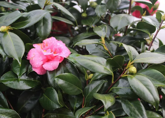 Quintinha Da Romana Willa Câmara de Lobos