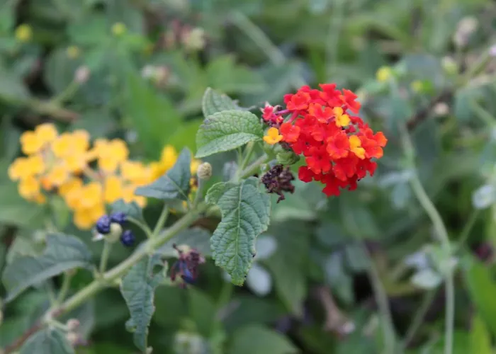 Willa Quintinha Da Romana Câmara de Lobos