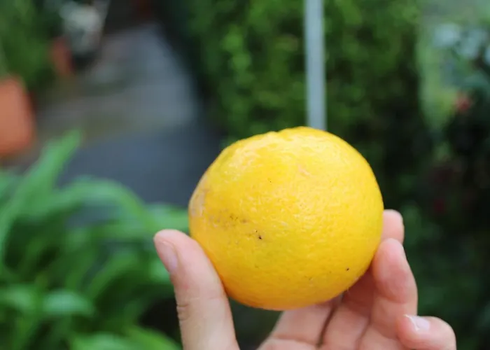 Quintinha Da Romana *