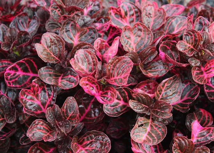 Villa Quintinha Da Romana