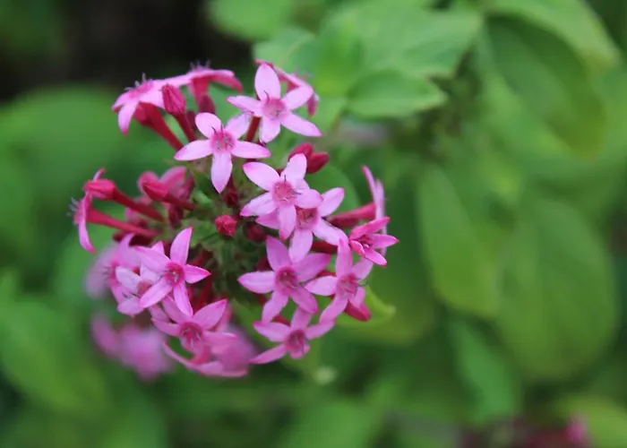 Willa Quintinha Da Romana *