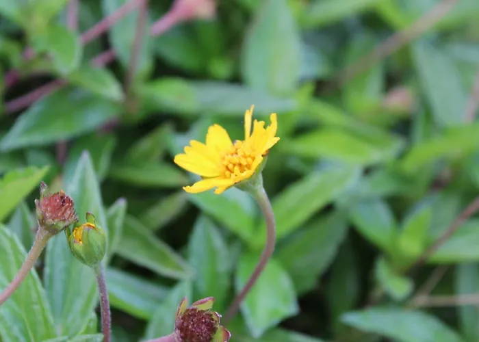 Quintinha Da Romana * Câmara de Lobos